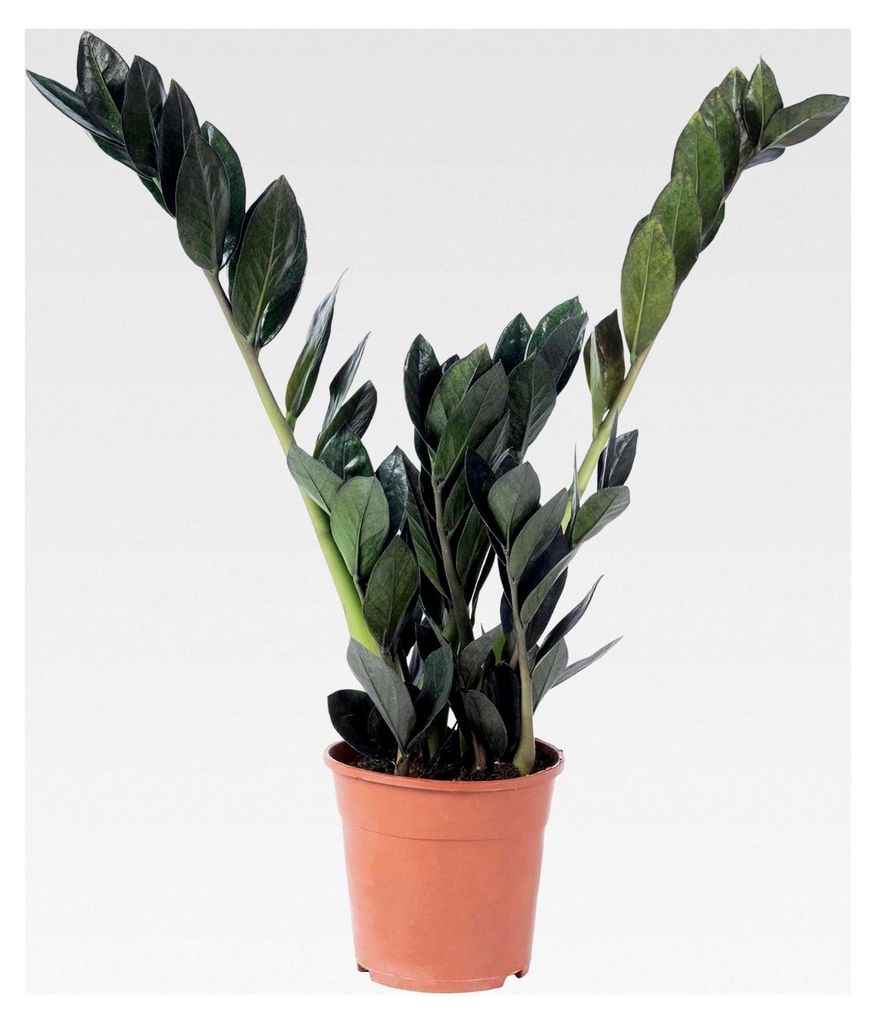 Glücksfeder 'Raven' 4+ - pflegeleichte Zimmerpflanze, schwarze Zamioculcas zamiifolia - Höhe ca. 35 cm, Topf-Ø 14 cm