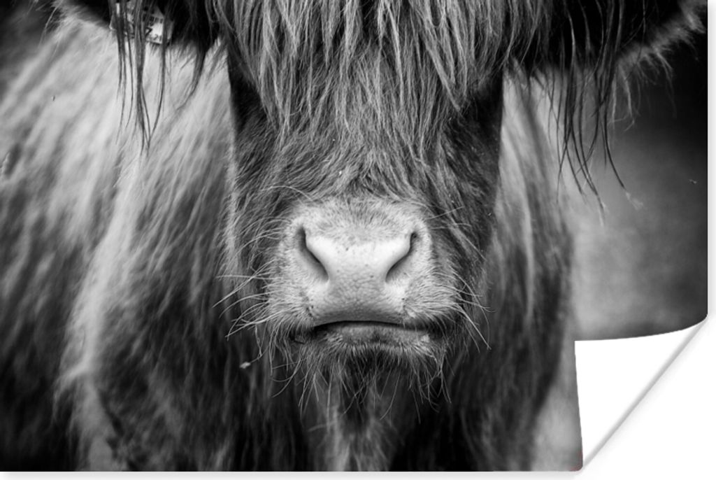 MuchoWow Poster Schottischer Highlander - Haare - Tiere 90x60 cm - Schlafzimmer