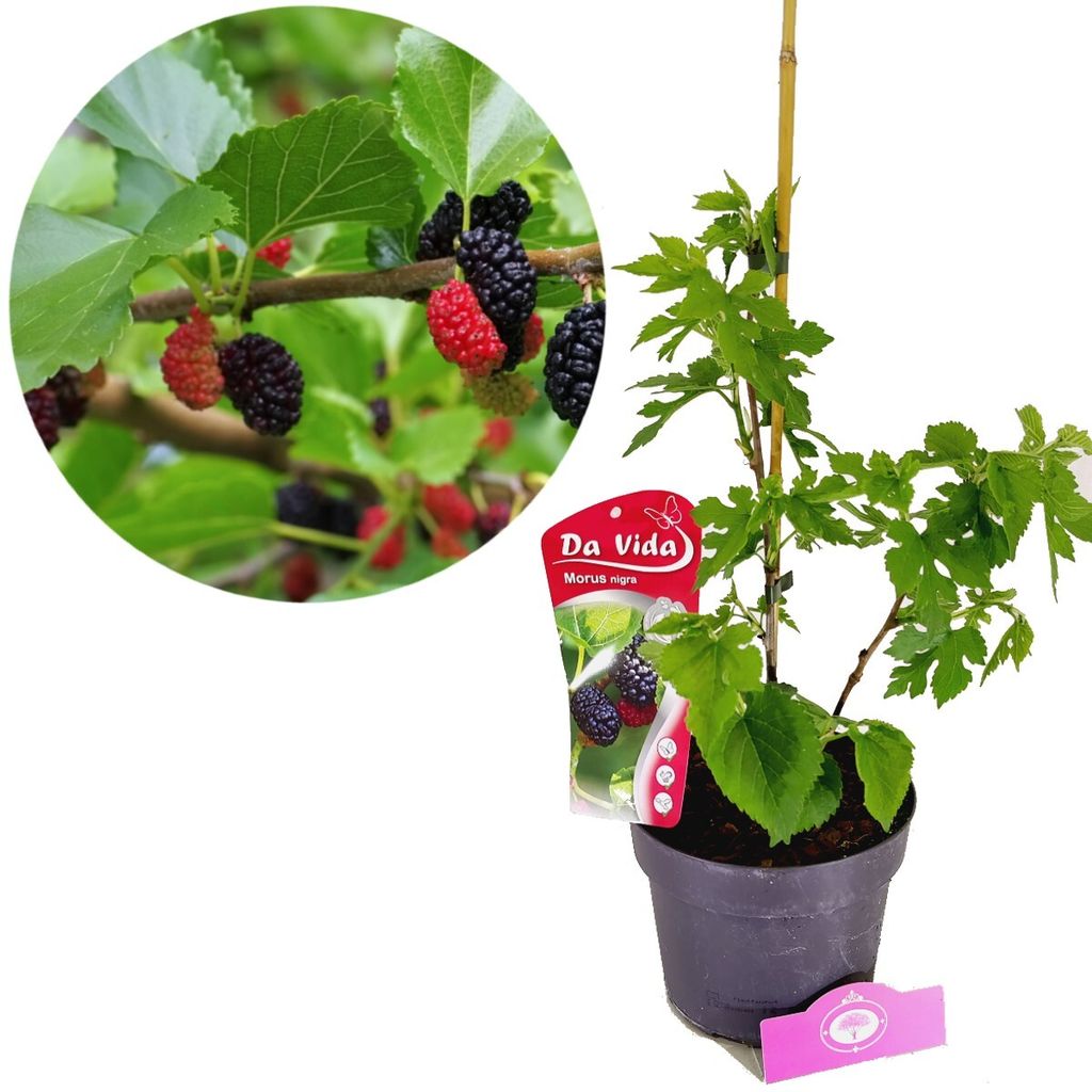 Morus Nigra, Schwarze Maulbeere, 3-Liter-Topf