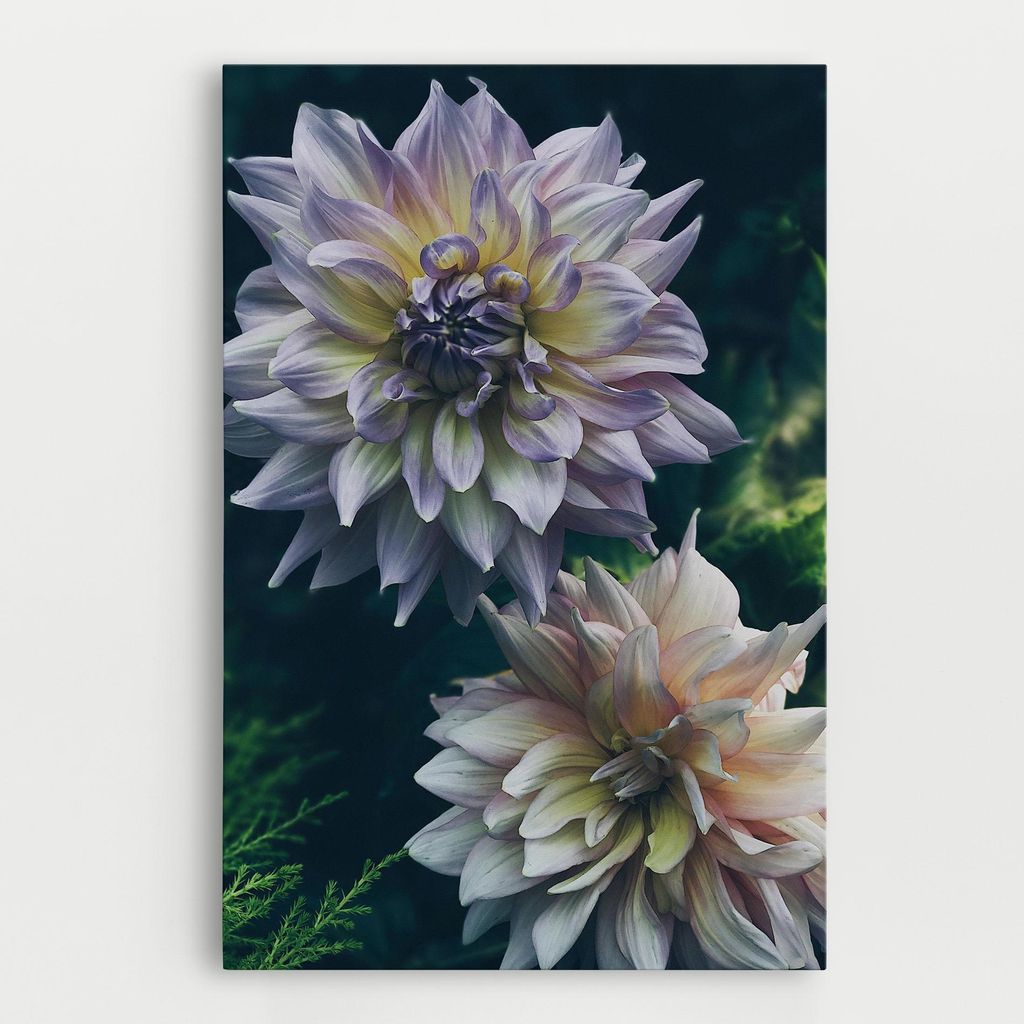 ARTHUB Leinwandbild 20x30 cm, Dahlia Flowers | Wohnzimmerdekoration, Hängende Bilder, Wanddekoration, Heimdekoration, Blumen, Exotische Blumen