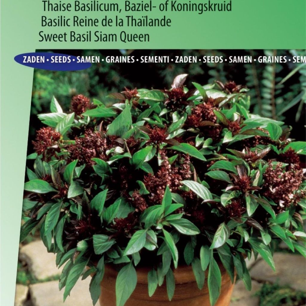 Siam Queen Thai-Basilikum-Samen – Aromatische Kräuter für die asiatische Küche – hohe Qualität und hoher Ertrag