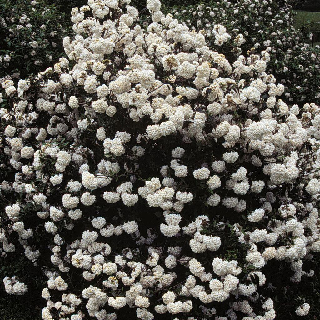 Großblumiger Schneeball - Viburnum carlcephalum  | 60-80 cm Produktbild 