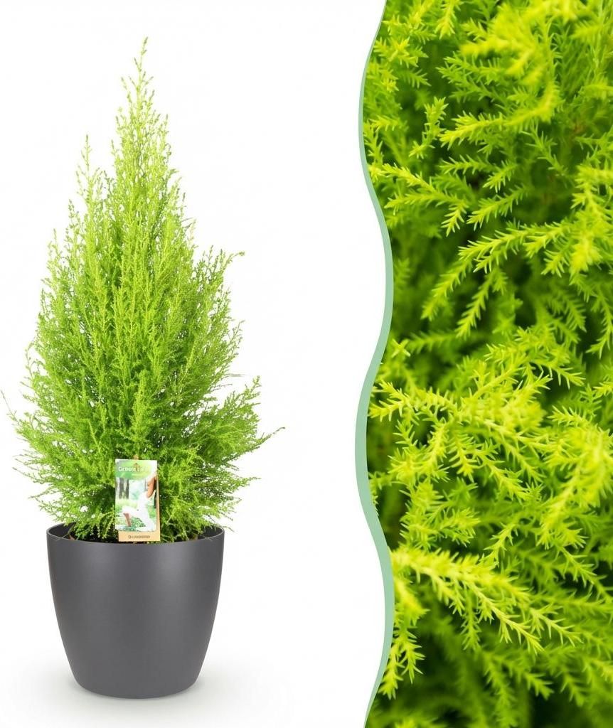 Green boutiQ - Zimmerpflanzen - Cupressus Gold Crest Wilma - Zimmerkonifere - Wenig Pflege - Grün - 1 Pflanze - mit Potter Grau - Topf 21cm - Höh...