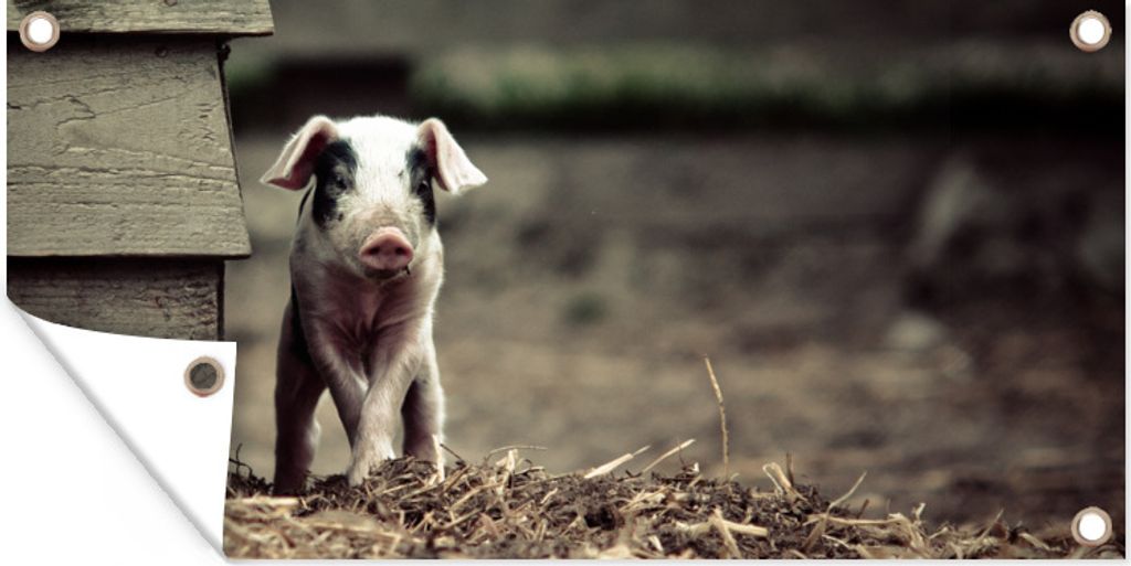 MuchoWow 60x30 cm Outdoor-Poster Gartendeko Sichtschutz Garten Poster für den Garten Schwein - Stall - Baby