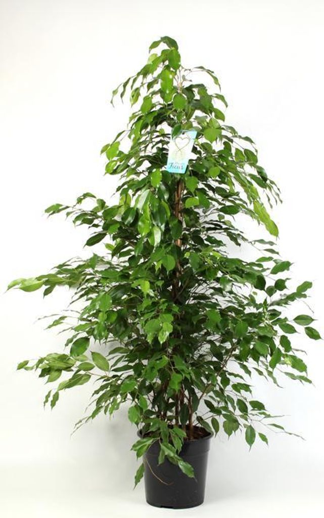 A tall Ficus Benjamina plant in a black pot against a white background.