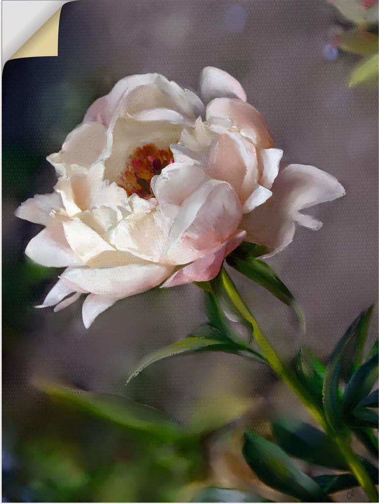 ARTland Wandbild, selbstklebend Pfingstrose Vintage Größe: 60x80 cm