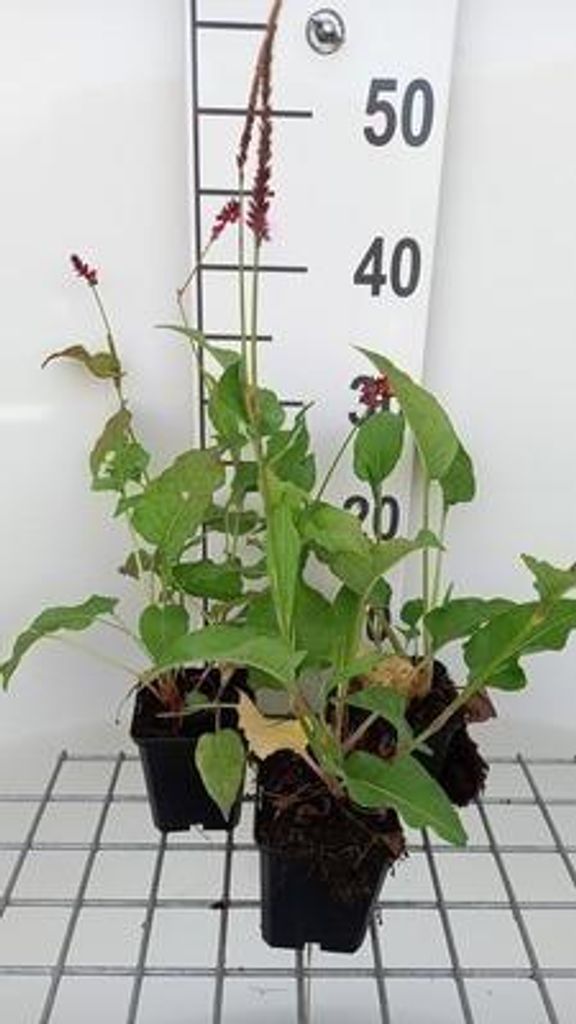 6 x Persicaria ampl. 'Pinkfield' - Kerzenknöterich - Topf 9 x 9 cm