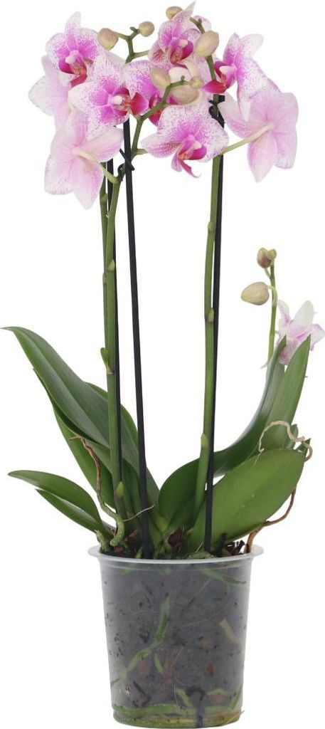 Schmetterlingsorchidee - Phalaenopsis Multiflora - Höhe Produktbild 