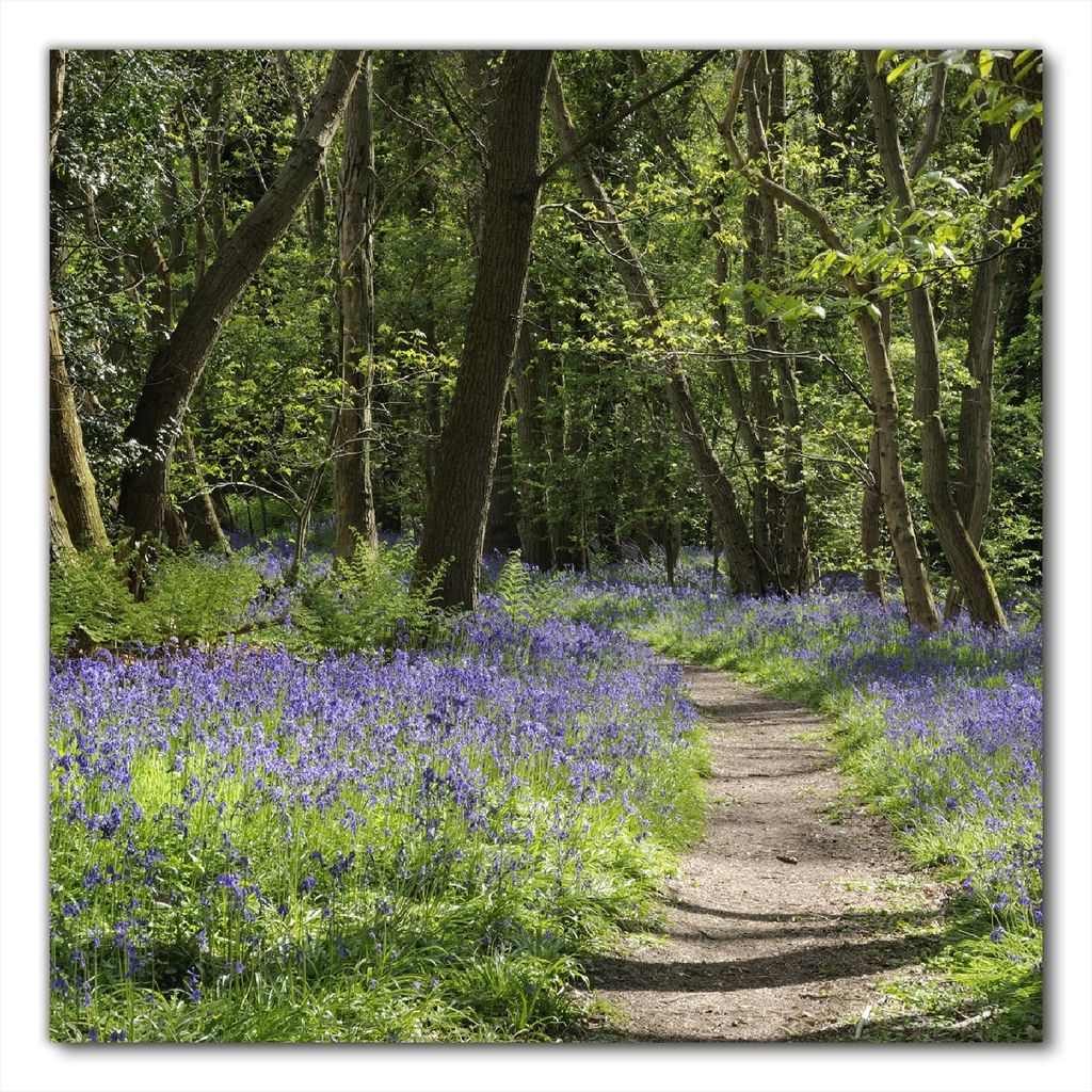 Wallario selbstklebende Möbelfolie/ Tischdecke für Innen und Außen, Größe: 80 x 80 cm - Wiese voller blauer Hasenglöckchen im Wald