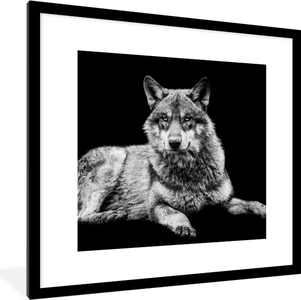 MuchoWow Gerahmtes Poster Wildlife - Wolf - Schwarz - Weiß 40x40 cm - Poster mit Schwarzem Bilderrahmen Wandposter Rahmen Foto Bilder - Poster -...