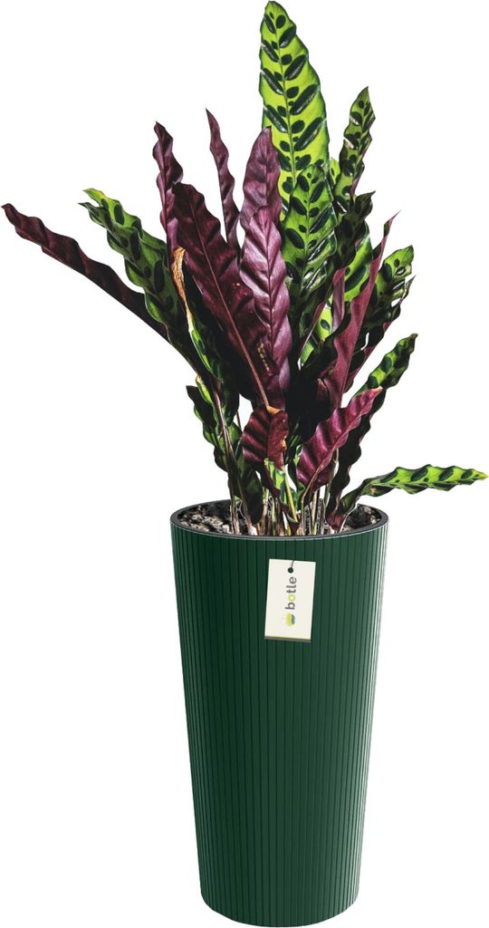 Blumentopf Übertopf Gemüse Rund Ø 30 cm H 57,5 cm Farbe Grün Streifenmuster Vertikale Rillen Matteoberfläche, aus Kunststoff Moderner Glamour,...