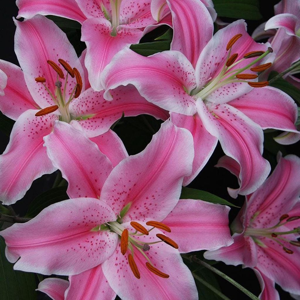Lilium - Lys oriental Marriott 1 pièce bulbes de lys bulbes Image du produit 