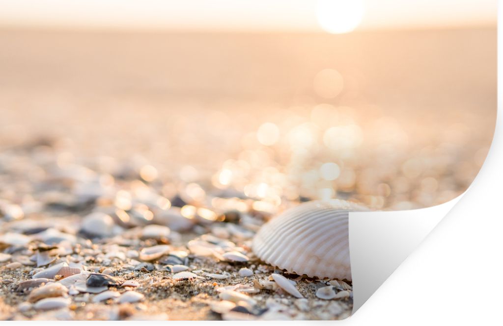 MuchoWow Wandtattoo Wandsticker Wandaufkleber Muscheln - Weiß - Strand - Sommer 90x60 cm Selbstklebend und Repositionierbar - Aufkleber