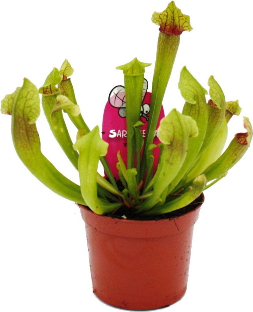 Schlauchpflanze - Sarracenia "Fiona" - Fleischfressende Pflanze - 9cm Topf