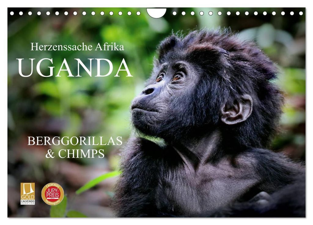 UGANDA - Berggorillas & Chimps (Wandkalender 2027 DIN A4 Produktbild 