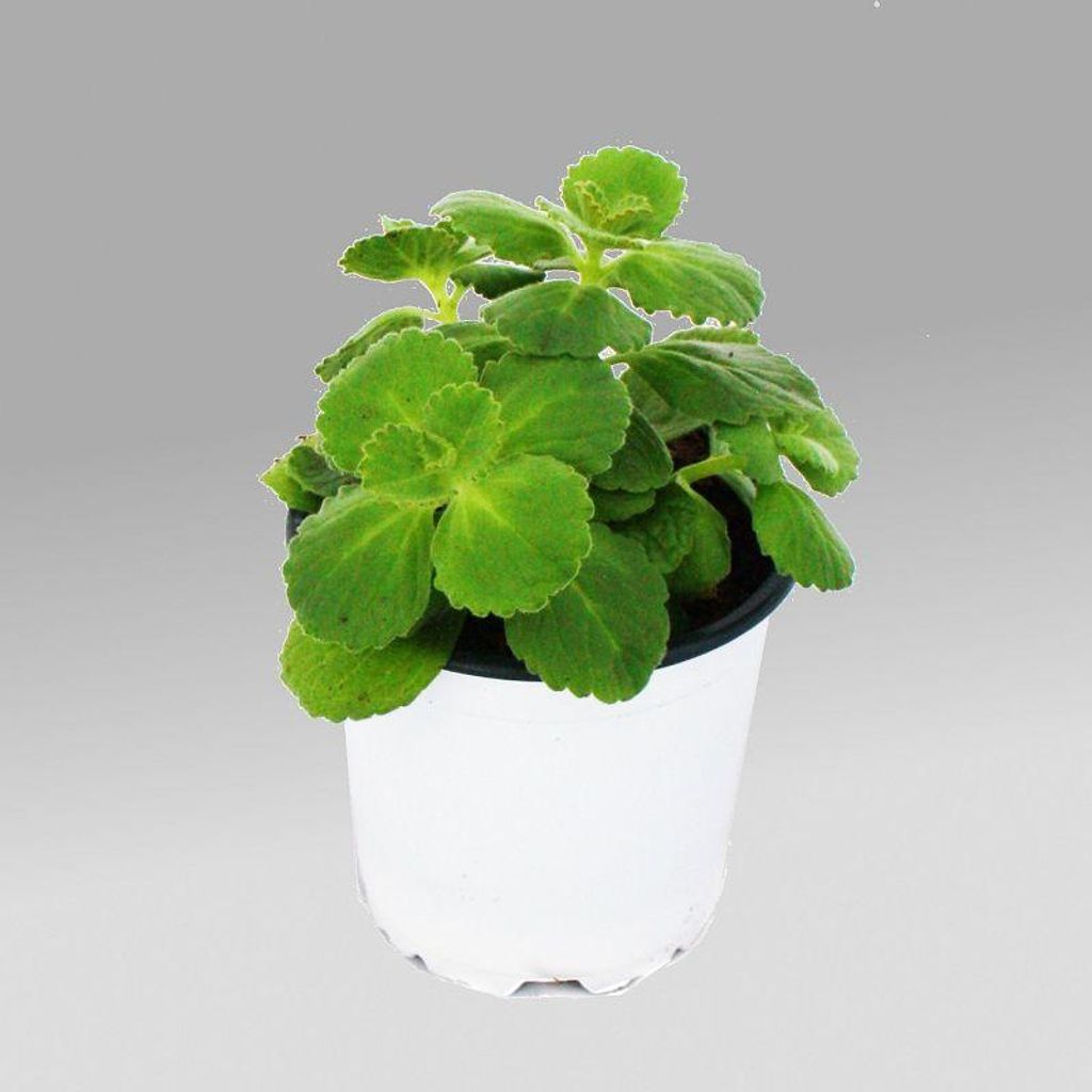 Coleus canin - Verpiss-Dich - Pflanze - 3 Pflanzen Produktbild 