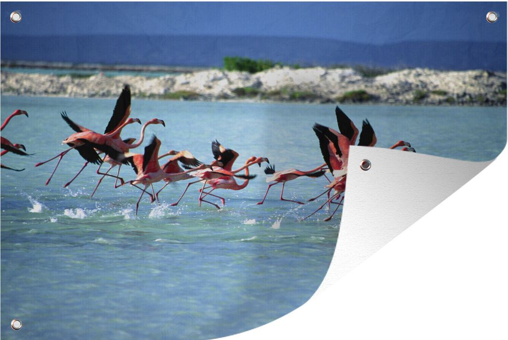 MuchoWow 60x40 cm Outdoor-Poster Gartendeko Sichtschutz Garten Poster für den Garten Flamingos spazieren im Meerwasser von Bonaire