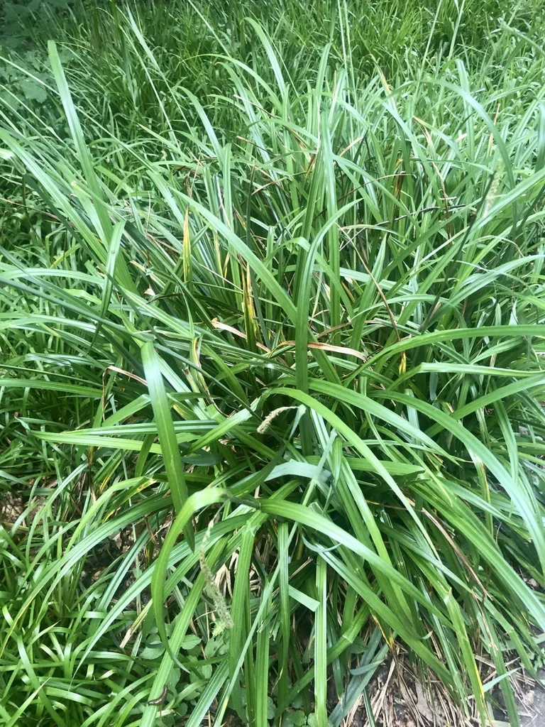 Carex pendula feuillage persistant - 6 Plantes Laiche en pot 9cm