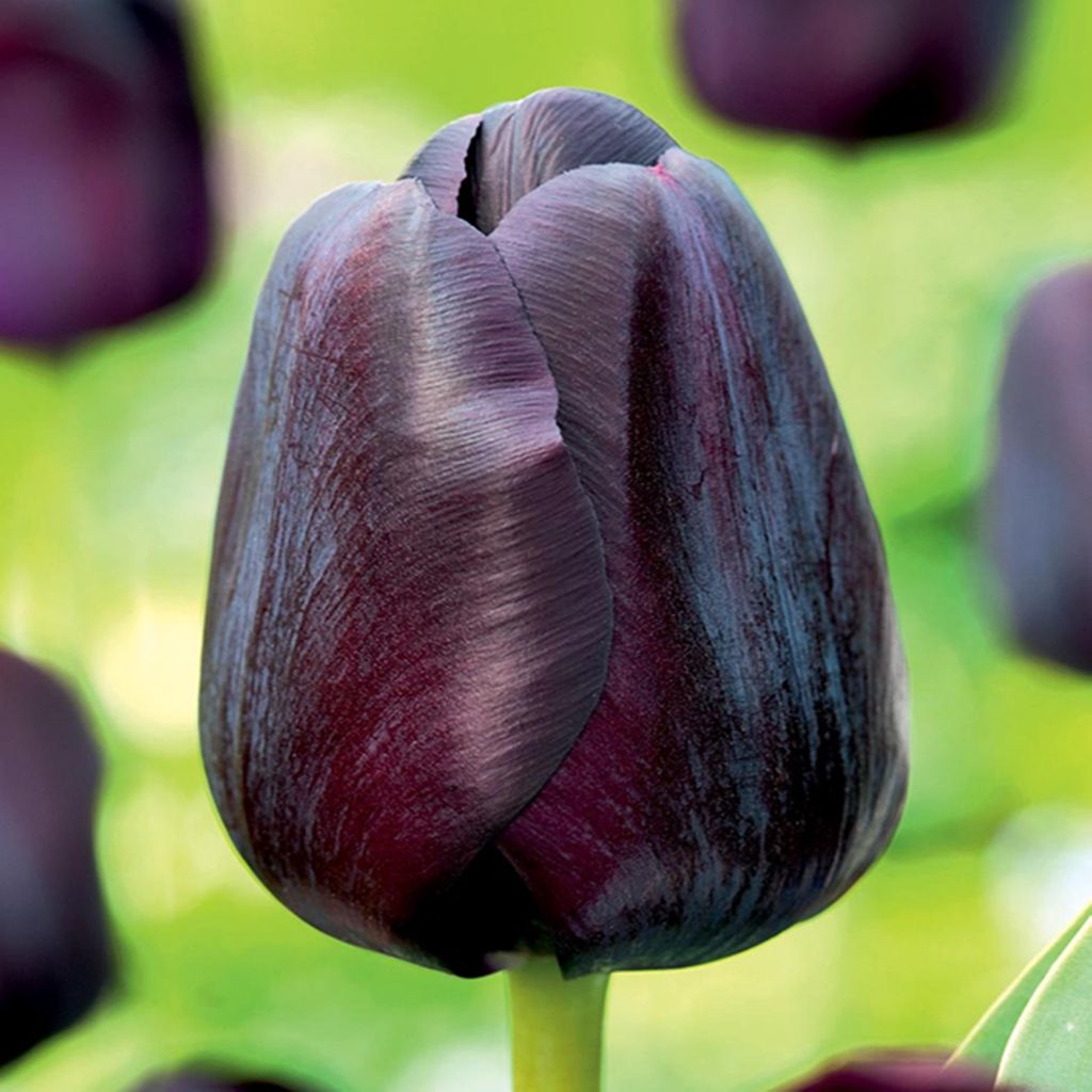 Tulipani Bulbi Bulbi Fiori Tulipano trionfo Black Jack 5 Immagine del prodotto 