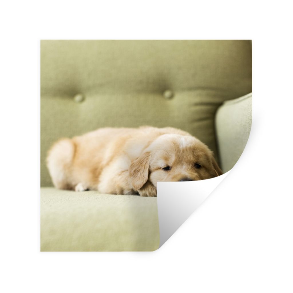 MuchoWow Wandtattoo Wandsticker Wandaufkleber Ein schlafender Golden Retriever Welpe auf dem Sofa 30x30 cm Selbstklebend und Repositionierbar - R...