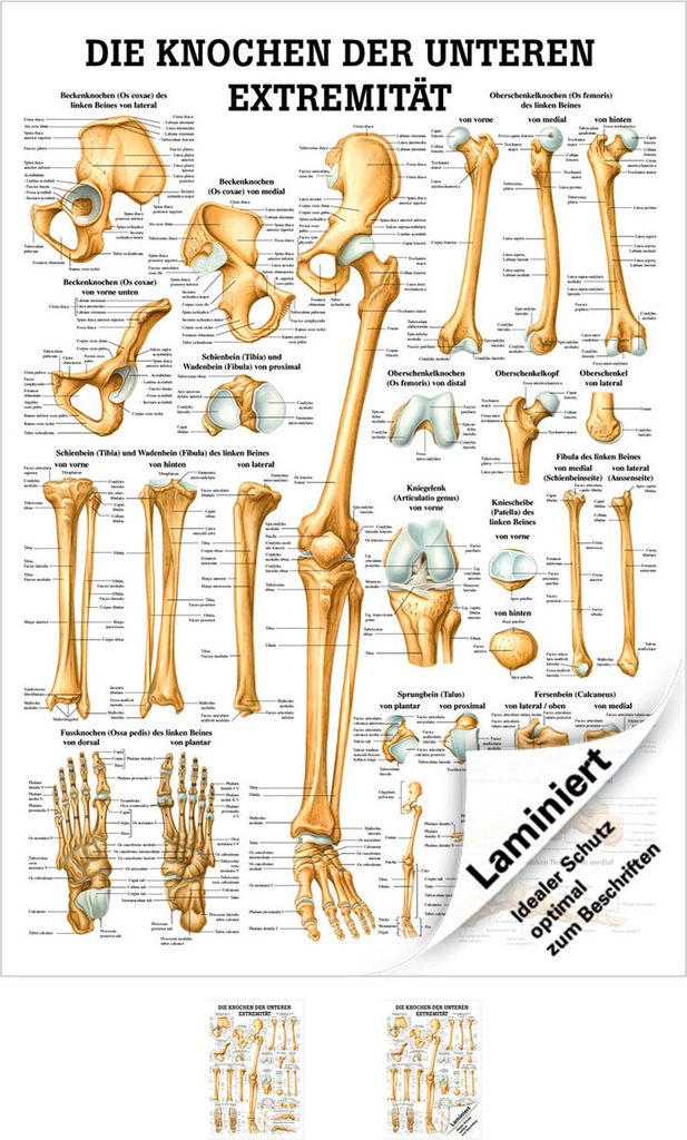 Die Knochen der unteren Extremität Lehrtafel Anatomie 100x70 cm med. Lehrmittel