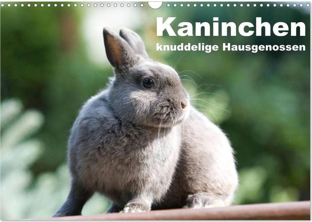 Kaninchen - knuddelige Hausgenossen (Wandkalender 2026 DIN A3 quer), CALVENDO Monatskalender