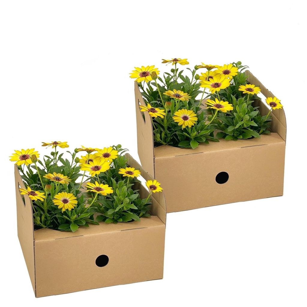 Kapmargerite Osteospermum Gelb 8 Pflanzen Ø12cm 20cm Balkonpflanzen Sommerblume
