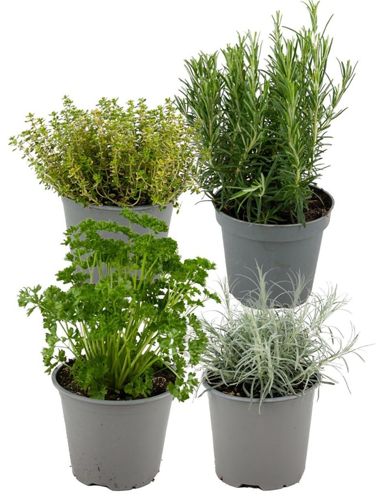 Zynesflora 4 Stück Italienische Kräuter Pflanzen im Ø 14 cm Produktbild 