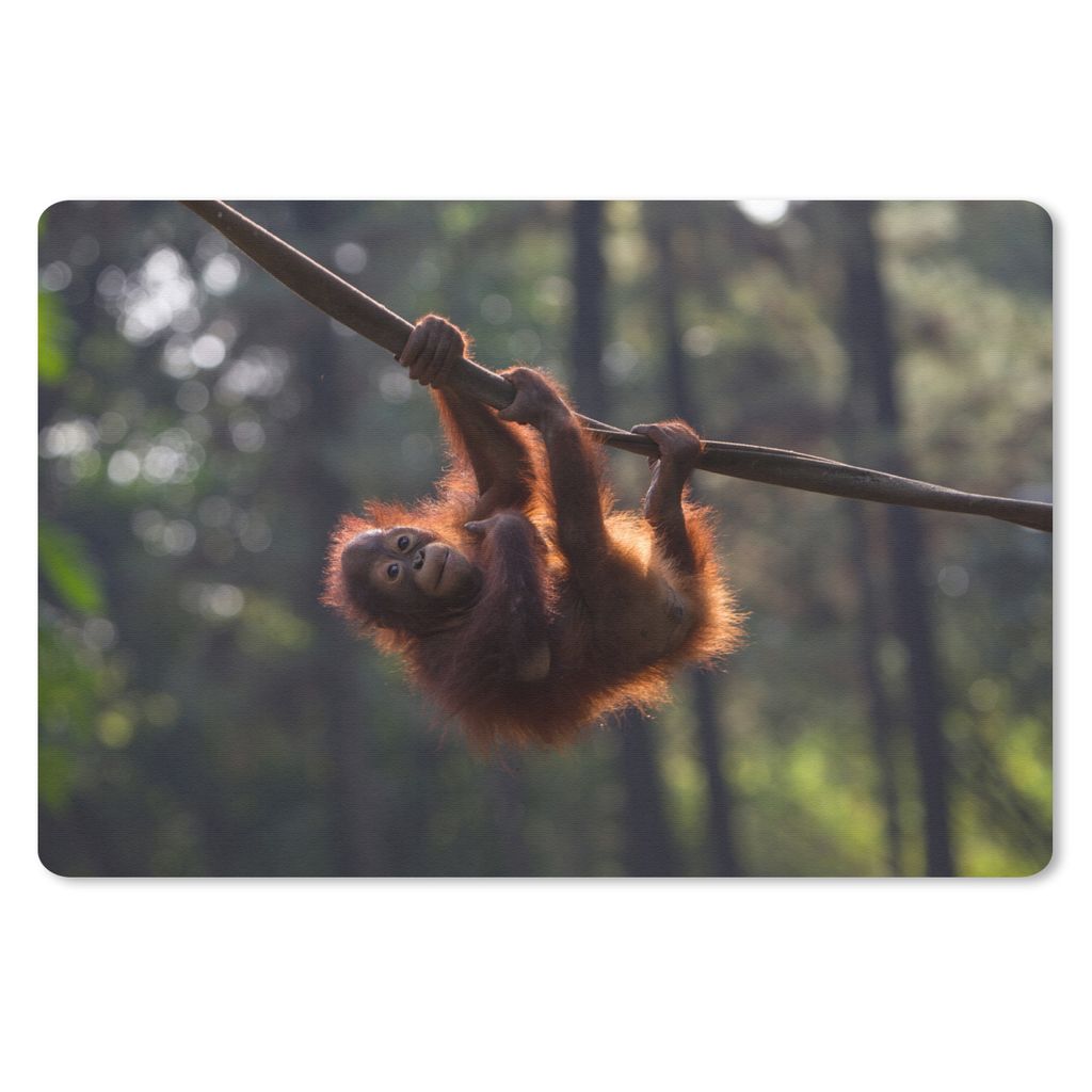 MuchoWow Schreibtischunterlage Junger Orang-Utan hängt an einem Ast 60x40 cm - XXL Mauspad - Großes Mauspad