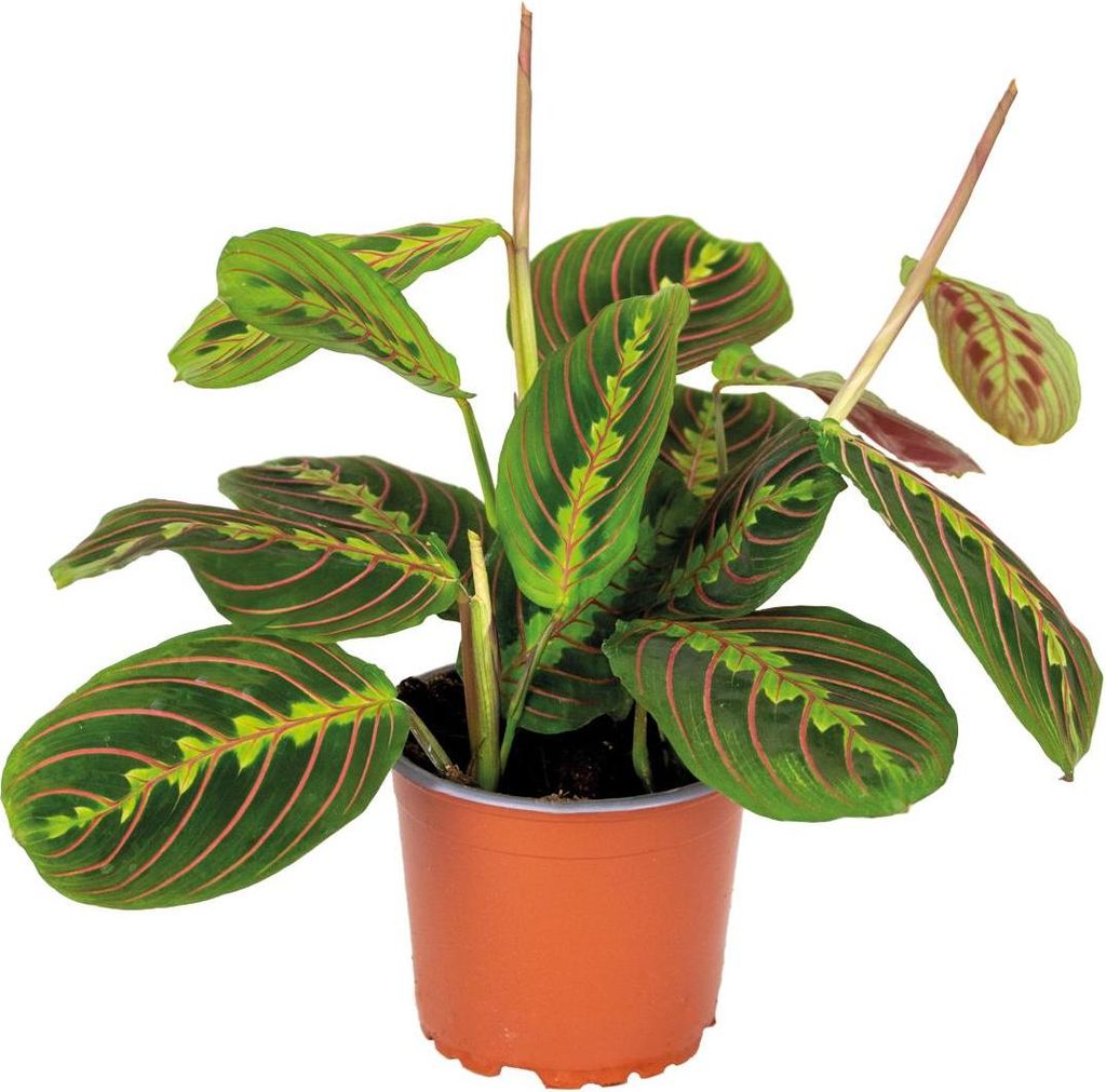 Bloomique - Maranta Tricolor - Roślina modlitewna - Roślina Zdjęcie produktu 