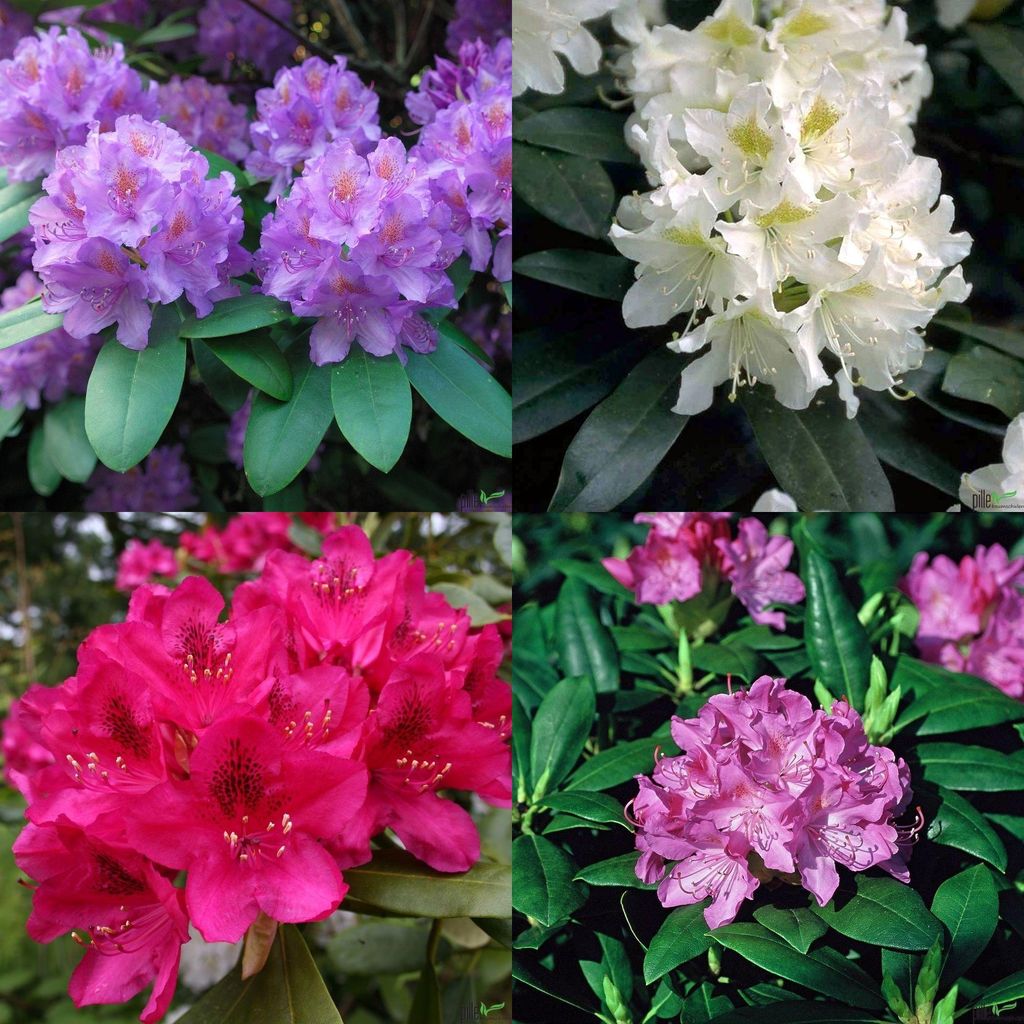 Rhododendron Hybr. 30-40 cm Alpenrose Frühlingsblüher Produktbild 