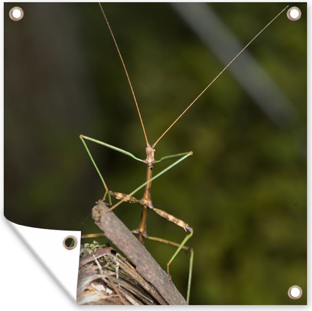 MuchoWow 50x50 cm Outdoor-Poster Gartendeko Sichtschutz Garten Poster für den Garten Ein gehender Ast sitzt auf einem Stück Holz
