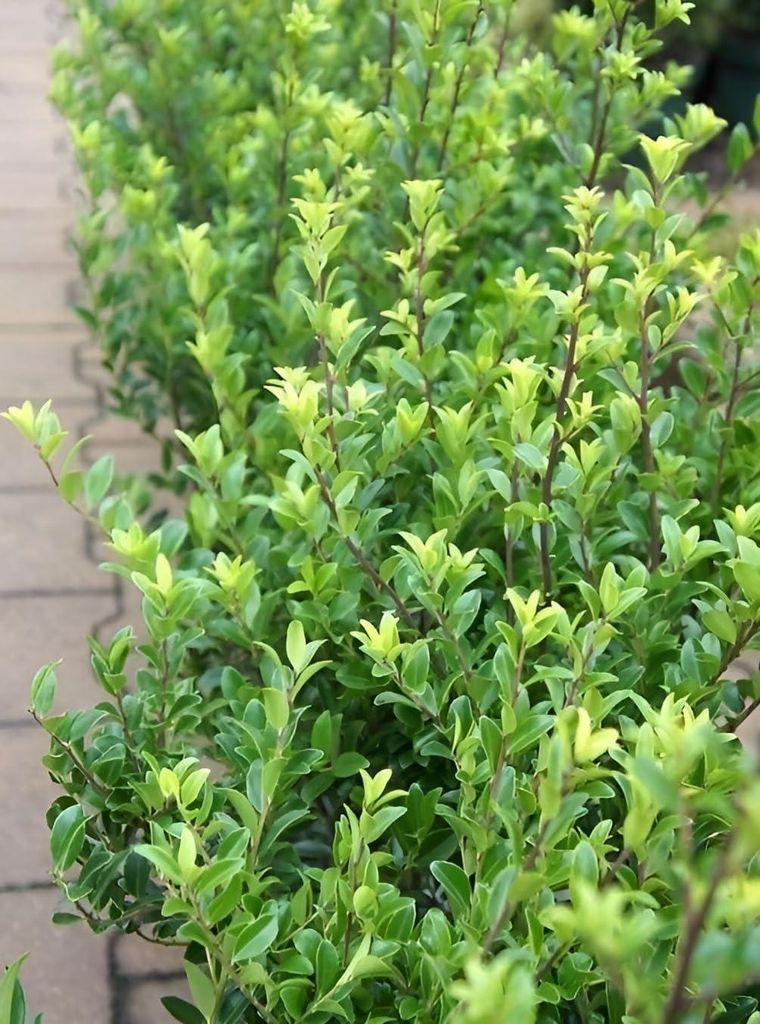 Stauden Gänge 100 x Ilex maximowicziana var. 'Kanehirae' - apanischer Ilex - Ihr immergrünes Highlight im Garten - Top für Hecken - Buchsbaum Er...