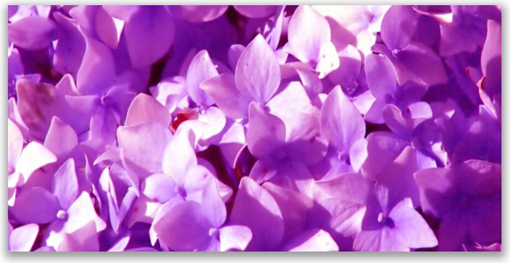 Küchenrückwand aus Glas 140x70cm Spritzschutz Blumen Pflanzen