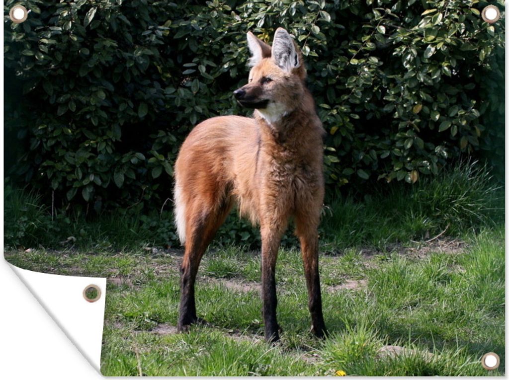MuchoWow 80x60 cm Outdoor-Poster Gartendeko Sichtschutz Garten Poster für den Garten Ein Mähnenwolf in einer grünen Umgebung