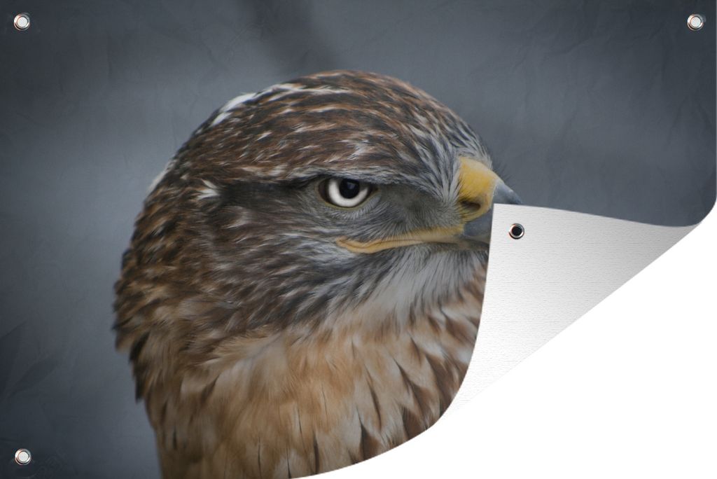 MuchoWow 120x80 cm Outdoor-Poster Gartendeko Sichtschutz Garten Poster für den Garten Ein Bussard aus nächster Nähe