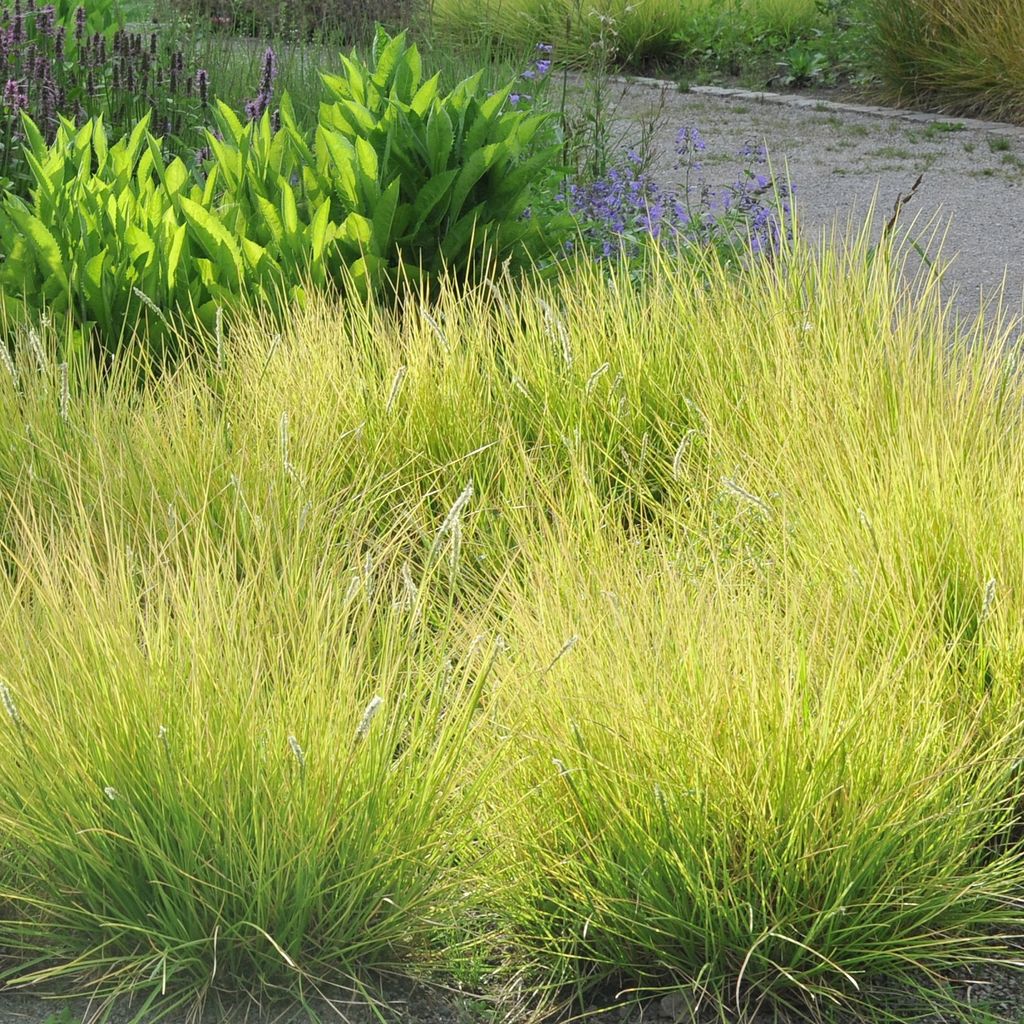 Trawa Sesleria jesienna 1L Zdjęcie produktu 