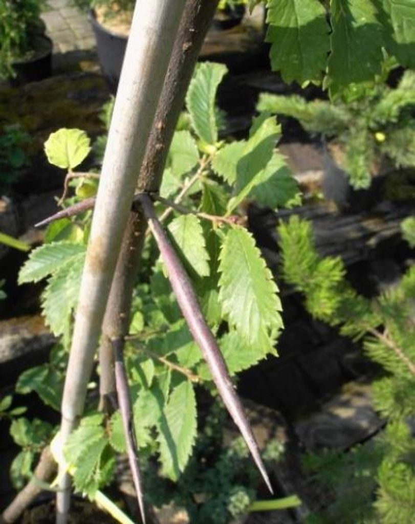 Dorn-Ulme - Hemiptelea davidii - 125-150cm