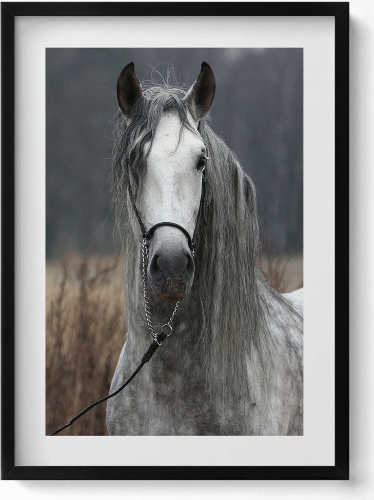 Weißes Pferd– Wandbild mit Rahmen – Gerahmtes Bild – Wanddekoration – 50x70 cm – Schwarz Rahmen