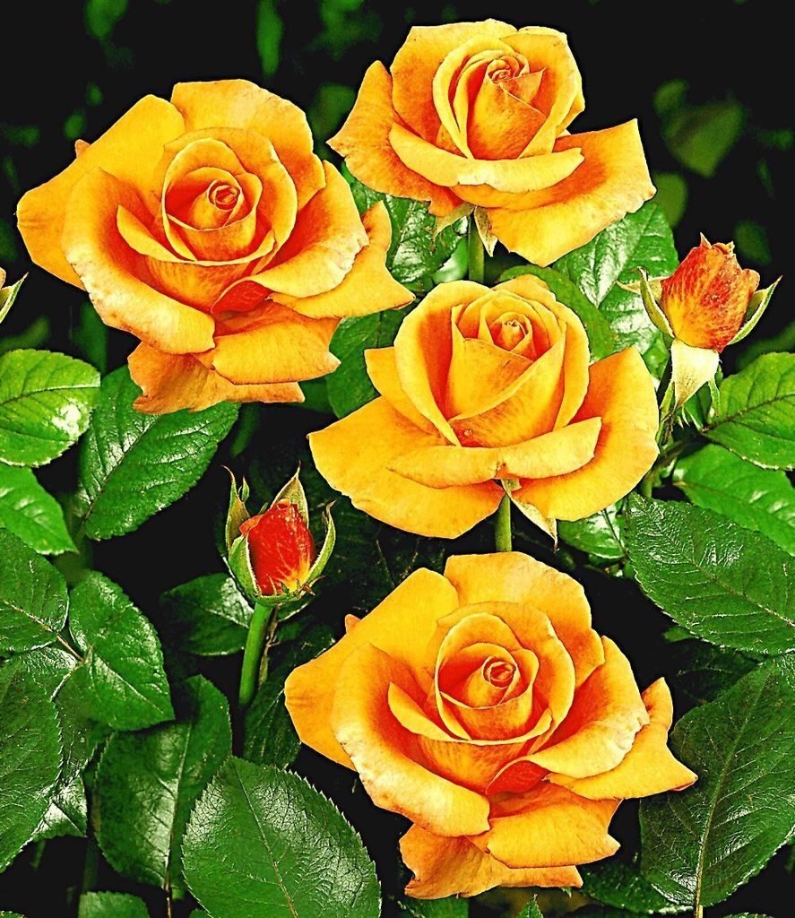 BALDUR Garten 1x Duftende Edelrose 'Maja Oetker ', Pflanze wurzelballiert, winterhart, mehrjährig, blühend, robust, Schnittblume, Schnittrose, R...