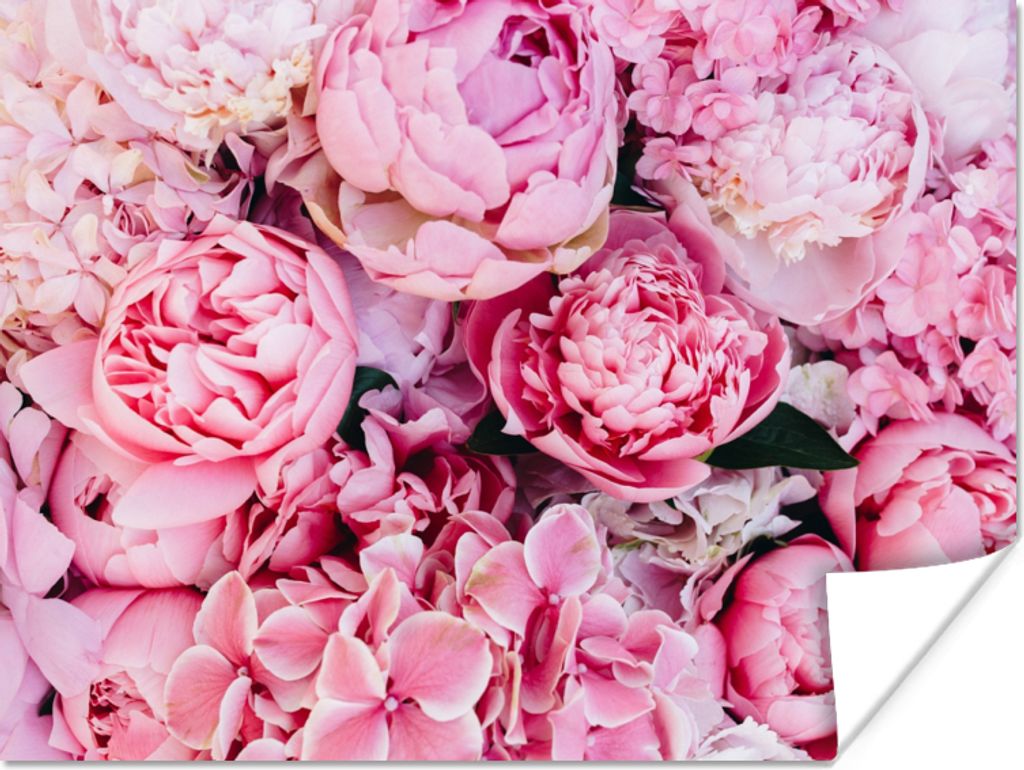 MuchoWow Poster Blumen - Rosa - Rosen 160x120 cm - Foto Plakat