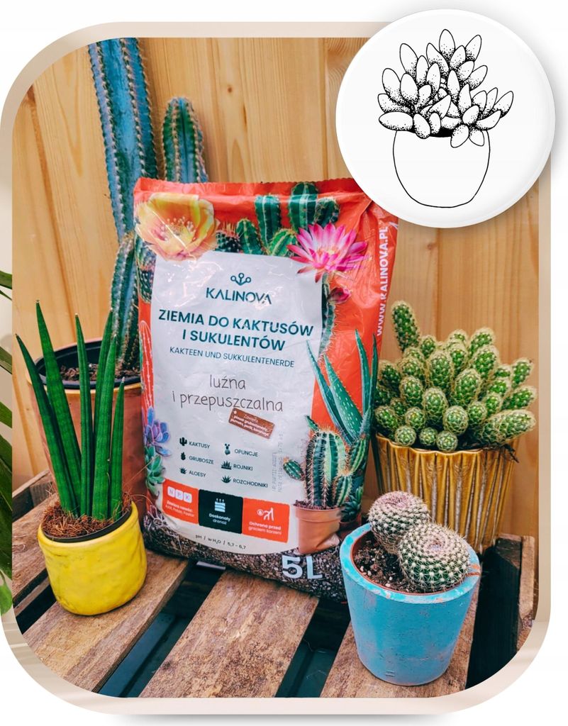 Blumenerde fr Kakteen und Sukkulenten 5l - Optimale