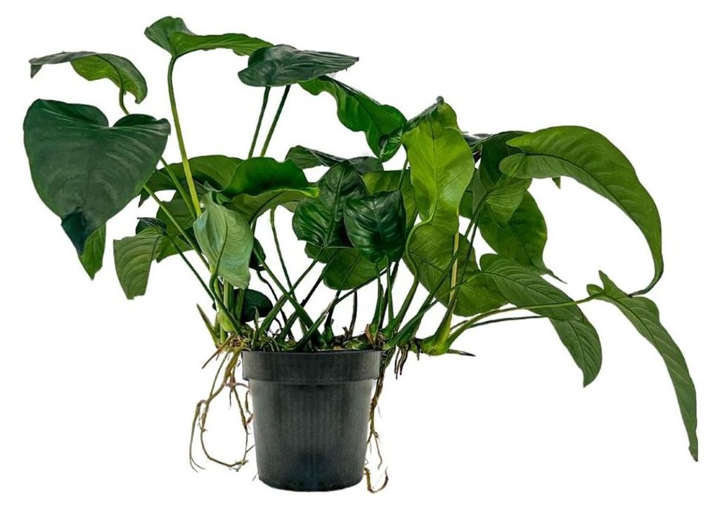 Mutterpflanze Aquarium Pflanze Anubias barteri XL AquaOne Produktbild 