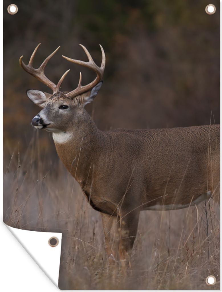 MuchoWow 30x40 cm Outdoor-Poster Gartendeko Sichtschutz Garten Poster für den Garten Herbst - Hirsche - Gras - Natur - Tiere