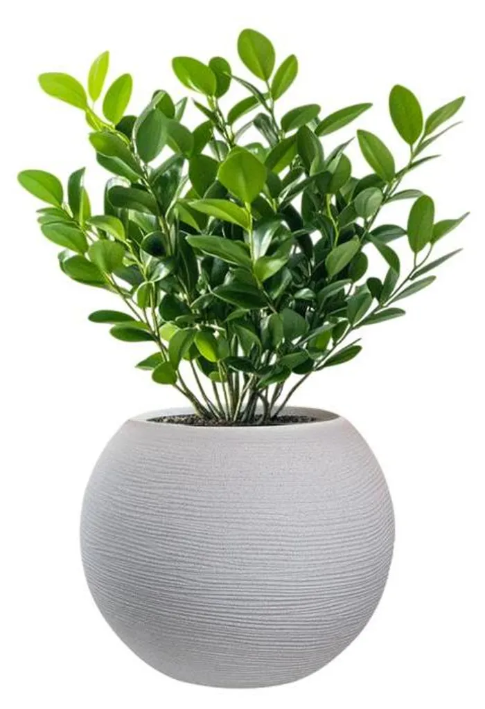 Pot de fleur rond Botticelli beige en résine pour jardin et salon