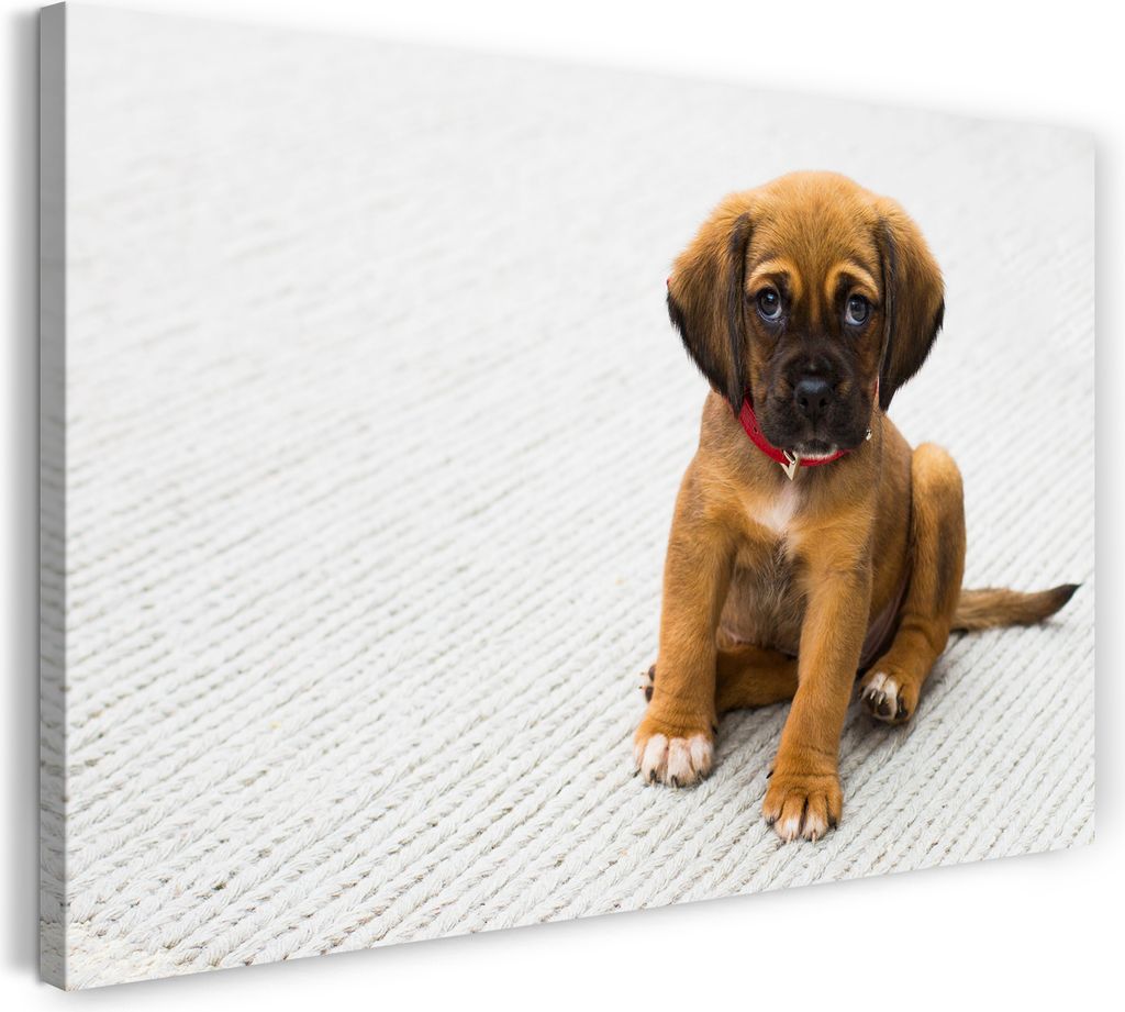 Leinwandbild (120x80cm): Little Puppy Schäferhund Tier-Bilder süßes Hunde-Baby Hundebabies, echter Holz-Keilrahmen inkl. Aufhänger, handgeferti...