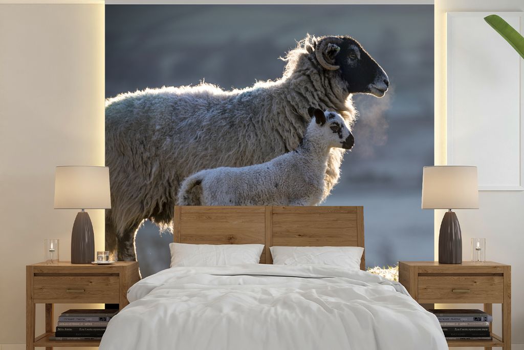 MuchoWow Fototapete für Wohnzimmer oder Schlafzimmer Wandtapete Vinyl Motivtapete Schaf - Lamm - Sonne - 350x350 cm - Schlafzimmertapete