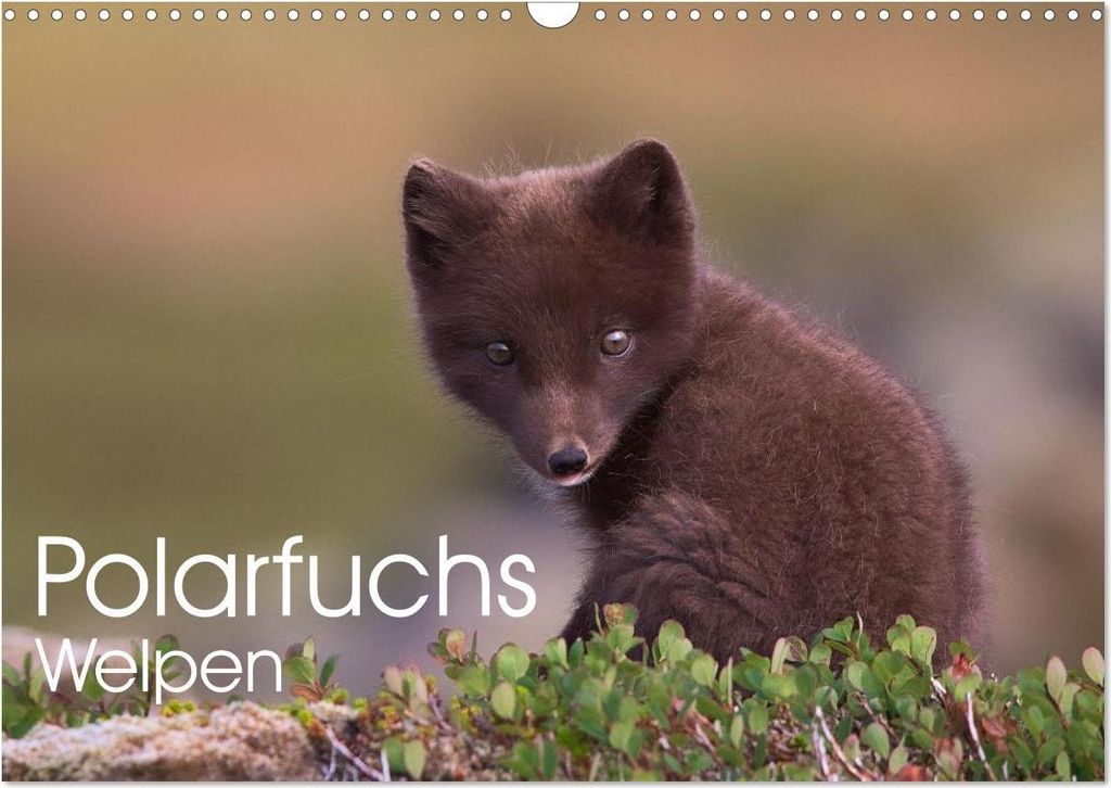 Polarfuchs-Welpen (Wandkalender 2027 DIN A3 quer), CALVENDO Monatskalender