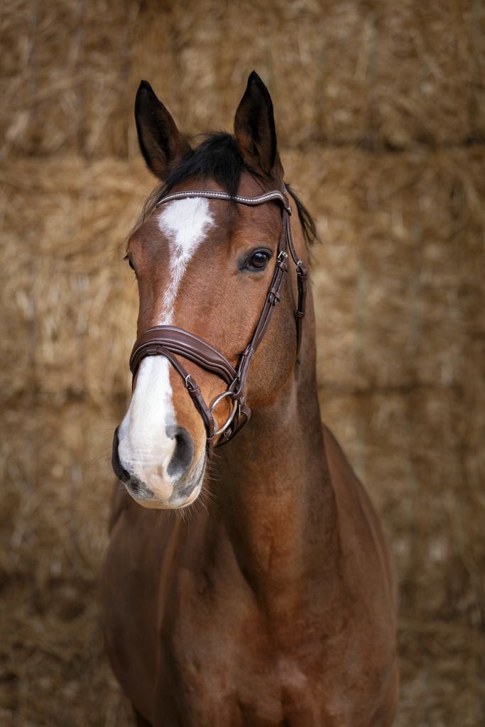 Ekkia Norton Pro Trensenzaum MISS havanna brown, Größe Pferd:Cob