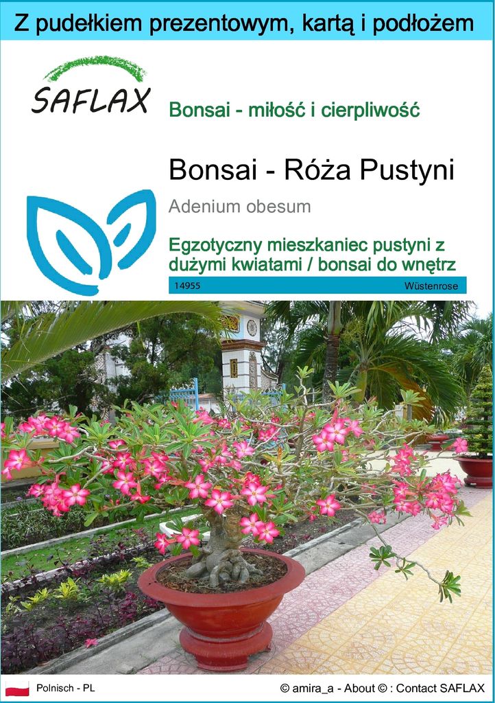 SAFLAX - Zestaw prezentowy - Bonsai - Róża Pustyni - 8 Zdjęcie produktu 